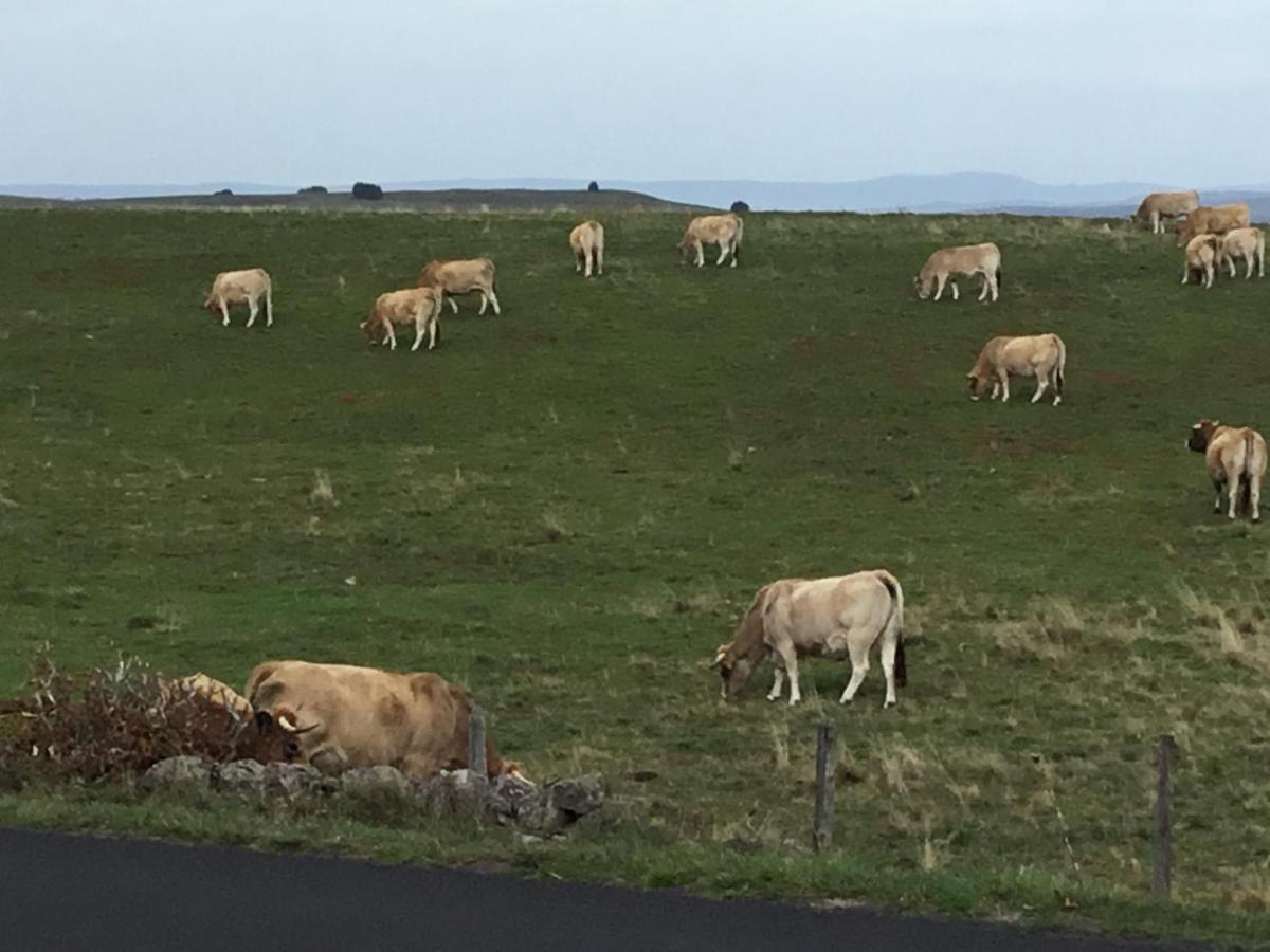 Lo Vedelier D'Aubrac Lägenhet Laguiole Exteriör bild